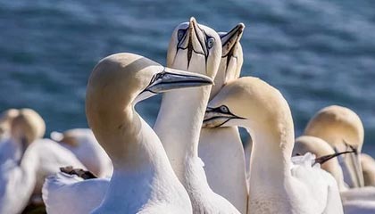 开云真人体育娱乐-英雄联盟高校联赛火热报名中，校园战火燃起，英雄联盟高校联赛2021报名